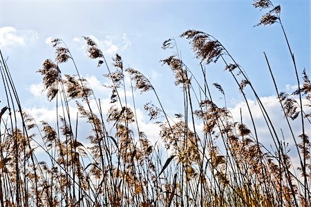 Low Angle View of Tall Grass, Wahner Heide, Germany Stock Photo - Premium Royalty-Free, Code: 600-06899724