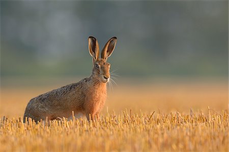 European Brown Hare (Lepus europaeus) in Field in Summer, Hesse, Germany Photographie de stock - Premium Libres de Droits, Code: 600-06899738