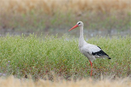White Stork (Ciconia ciconia), Hesse, Germany Foto de stock - Sin royalties Premium, Código: 600-06899730