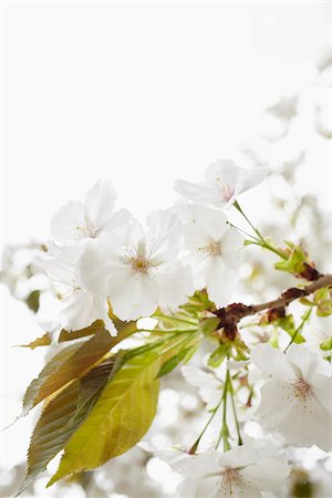 flowering part - Close-up of white blossoms of an apple tree, Germany Stock Photo - Premium Royalty-Free, Code: 600-06899754