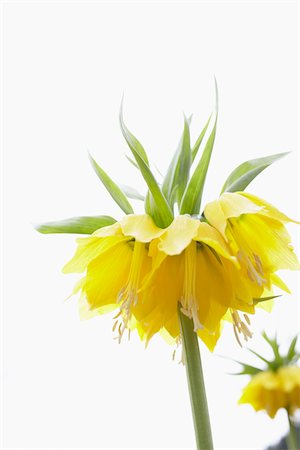 spring flower - Still life of a yellow flower, Germany Stock Photo - Premium Royalty-Free, Code: 600-06899756
