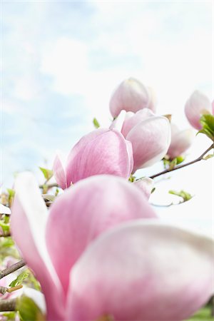 smelling - Close-up of flowering magnolia tree, Germany Stock Photo - Premium Royalty-Free, Code: 600-06899761