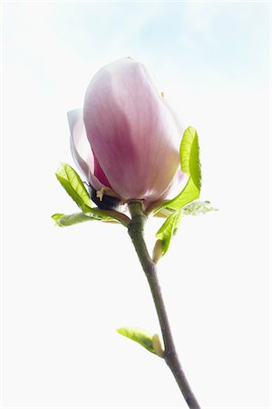 flower and stem - Close-up of flowering magnolia tree, Germany Stock Photo - Premium Royalty-Free, Code: 600-06899762