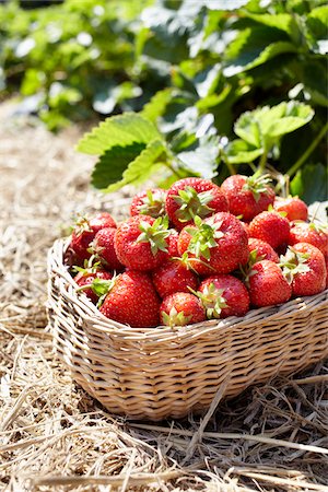 paille (végétation) - Close-up of basket of strawberries in field, Germany Photographie de stock - Premium Libres de Droits, Code: 600-06899776