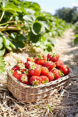 strawberry nobody - Close-up of basket of strawberries in field, Germany Stock Photo - Premium Royalty-Free, Code: 600-06899777