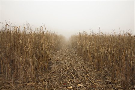 dried up field of corn - Path through Dried Corn Field in Fog, Mount Albert, Ontario, Canada Stock Photo - Premium Royalty-Free, Code: 600-06892651