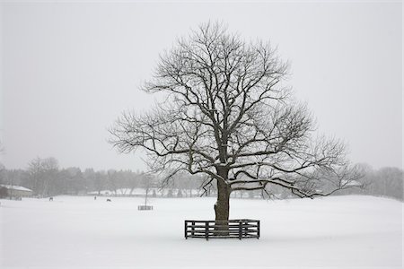 Lone Tree in Winter, Newmarket, Ontario, Canada Stockbilder - Premium RF Lizenzfrei, Bildnummer: 600-06892662
