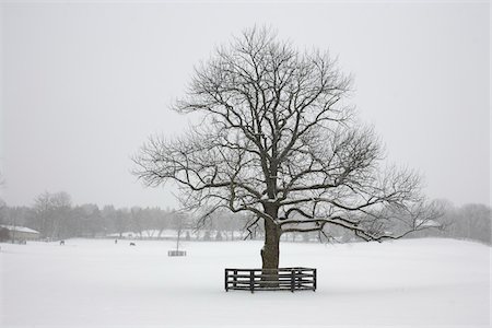 Lone Tree in Winter, Newmarket, Ontario, Canada Foto de stock - Sin royalties Premium, Código: 600-06892662