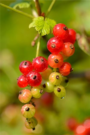 simsearch:600-06894992,k - Close-up of Red Currants (Ribes rubrum) in Garden in Spring, Bavaria, Germany Foto de stock - Royalty Free Premium, Número: 600-06936025