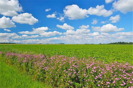 flowers farms in europe - Beet Field with Rosebay Willow-herb (Epilobium angustifolium) in Summer, Toenning, Eiderstedt Peninsula, Schleswig-Holstein, Germany Stock Photo - Premium Royalty-Free, Code: 600-06936105