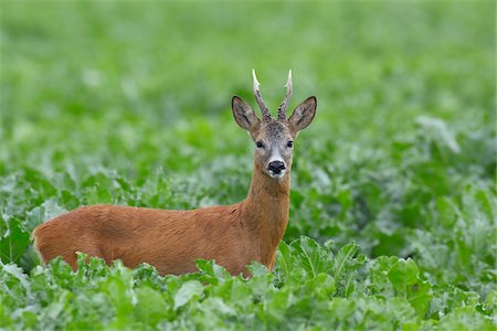 European Roebuck (Capreolus capreolus) in Sugar Beet Field in Summer, Hesse, Germany Foto de stock - Sin royalties Premium, Código: 600-06939716