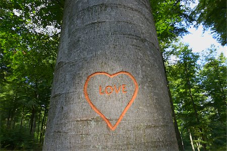 Heart Carved in Beech Tree Trunk, Spessart, Bavaria, Germany, Europe Stockbilder - Premium RF Lizenzfrei, Bildnummer: 600-06939725
