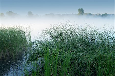Lake in early morning fog, Summer, Hesse, Germany, Europe Stockbilder - Premium RF Lizenzfrei, Bildnummer: 600-06939729