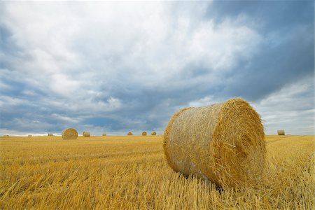 fardo - Straw rolls on stubblefield and rain clouds, Hesse, Germany, Europe Foto de stock - Sin royalties Premium, Código: 600-06939737