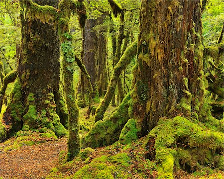 southland - Rainforest, Lake Gunn Nature Walk, Fiordland National Park, Te Wahipounamu, Southland, South Island, New Zealand Photographie de stock - Premium Libres de Droits, Code: 600-06964180