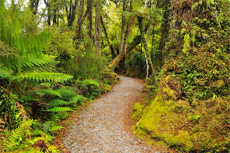 senda - Path through Temperate Rain Forest, Haast, West Coast, South Island, New Zealand Foto de stock - Sin royalties Premium, Código: 600-06964227