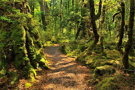 path through forest floor - Path through Rainforest, Lake Gunn Nature Walk, Fiordland National Park, Southland, South Island, New Zealand Stock Photo - Premium Royalty-Free, Code: 600-06961826