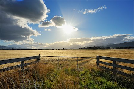 Cattle Gate with Sun in the Summer, Seddon, Marlborough, South Island, New Zealand Stockbilder - Premium RF Lizenzfrei, Bildnummer: 600-06961828