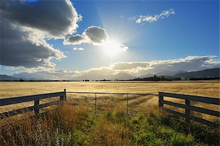 simsearch:841-02705342,k - Cattle Gate with Sun in the Summer, Seddon, Marlborough, South Island, New Zealand Stock Photo - Premium Royalty-Free, Code: 600-06961828