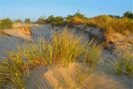 fischland-darss-zingst - Sand Dunes and Marram Grass, Darsser Ort, Fischland-Darss-Zingst, Mecklenburg-Western Pomerania, Germany Stock Photo - Premium Royalty-Free, Code: 600-06962156