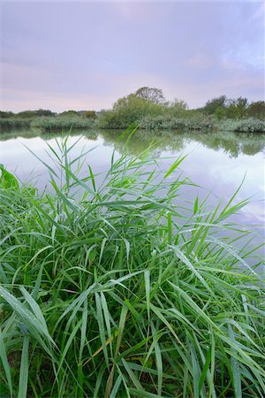 simsearch:600-06962167,k - Reeds by Lake in Early Morning in Summer, Hesse, Germany Photographie de stock - Premium Libres de Droits, Code: 600-06962167