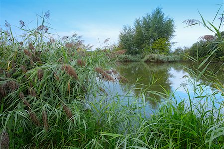 simsearch:600-06962167,k - Reeds by Lake in Early Morning in Summer, Hesse, Germany Photographie de stock - Premium Libres de Droits, Code: 600-06962169