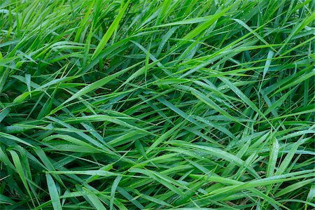 plants texture - Close-up of Grass with Dew Drops, Hesse, Germany Stock Photo - Premium Royalty-Free, Code: 600-06962170