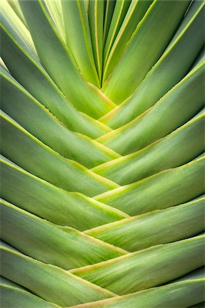 fan noperson - Detail of Suculant Plant, Studio Shot Stock Photo - Premium Royalty-Free, Code: 600-07067351