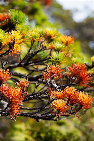 espinhoso - Close-up of sitka spruce tree, Pacific Rim National Park Reserve, west coast of British Columbia, Canada Foto de stock - Royalty Free Premium, Número: 600-07108305