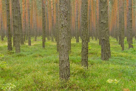 simsearch:600-08145818,k - Pine Forest, Biosphere Reserve, Lusatia, Saxony, Germany Stock Photo - Premium Royalty-Free, Code: 600-07117097