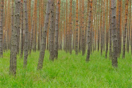 simsearch:600-08145818,k - Pine Forest, Biosphere Reserve, Lusatia, Saxony, Germany Stock Photo - Premium Royalty-Free, Code: 600-07117098