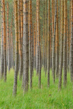 simsearch:600-08145818,k - Pine Forest, Biosphere Reserve, Lusatia, Saxony, Germany Stock Photo - Premium Royalty-Free, Code: 600-07117104