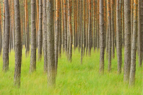 Pine Forest, Biosphere Reserve, Lusatia, Saxony, Germany Foto de stock - Sin royalties Premium, Artista: Michael Breuer, Código de la imagen: 600-07117105