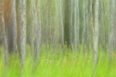 Blurred Birch Forest, Biosphere Reserve, Lusatia, Saxony, Germany Photographie de stock - Premium Libres de Droits, Code: 600-07117101