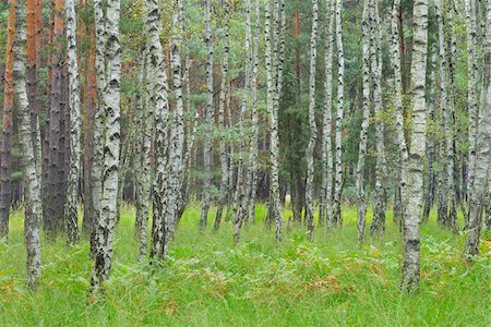 saxe - Birch Forest, Biosphere Reserve, Lusatia, Saxony, Germany Photographie de stock - Premium Libres de Droits, Code: 600-07117102