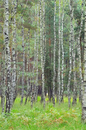 saxe - Birch Forest, Biosphere Reserve, Lusatia, Saxony, Germany Photographie de stock - Premium Libres de Droits, Code: 600-07117103