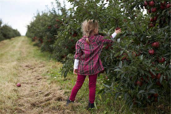 Girl Picking Apples in Orchard, Milton, Ontario, Canada Stock Photo - Premium Royalty-Free, Artist: Michael Alberstat, Image code: 600-07110429