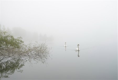 Mute Swans (Cygnus olor) on Misty Lake in Early Morning, Hesse, Germany Photographie de stock - Premium Libres de Droits, Code: 600-07110705