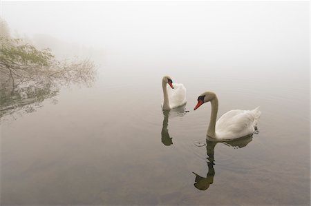 simsearch:600-07844621,k - Mute Swans (Cygnus olor) on Lake in Early Morning Fog, Hesse, Germany Foto de stock - Sin royalties Premium, Código: 600-07110706