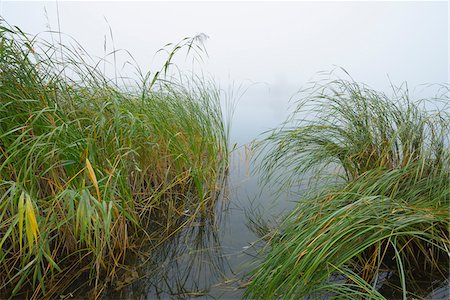 simsearch:600-06962167,k - Lake and Reeds in Early Morning Fog, Hesse, Germany Photographie de stock - Premium Libres de Droits, Code: 600-07110712