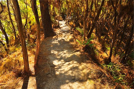 simsearch:600-03508317,k - Path through Forest in Summer, Wai-O-Tapu Thermal Wonderland, Bay of Plenty, North Island, New Zealand Photographie de stock - Premium Libres de Droits, Code: 600-07110726