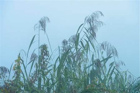 simsearch:600-07110711,k - Reeds in Early Morning Fog, Hesse, Germany Stock Photo - Premium Royalty-Free, Code: 600-07110864
