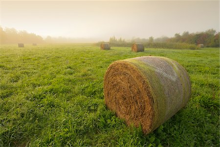 Hay Bales on Meadow in Early Morning Fog, Hesse, Germany Foto de stock - Sin royalties Premium, Código: 600-07110866