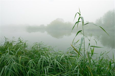 Lake and Reeds in Early Morning Fog, Hesse, Germany Stock Photo - Premium Royalty-Free, Code: 600-07110861