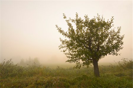 pommier - Apple Tree in Early Morning Fog at Sunrise, Hesse, Germany Photographie de stock - Premium Libres de Droits, Code: 600-07110863