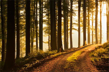 sur la route - Road through beech forest at sunrise, Spessart, Bavaria, Germany, Europe Photographie de stock - Premium Libres de Droits, Code: 600-07148105