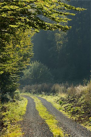 road scenic not people - Road through beech forest, Spessart, Bavaria, Germany, Europe Stock Photo - Premium Royalty-Free, Code: 600-07148108