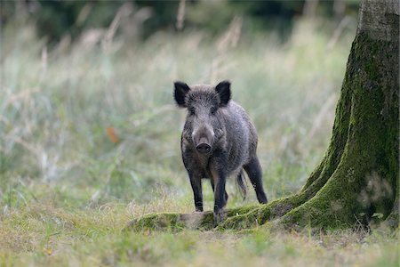 Wild boar, Sus scrofa, Bavaria, Germany, Europe Foto de stock - Sin royalties Premium, Código: 600-07148102