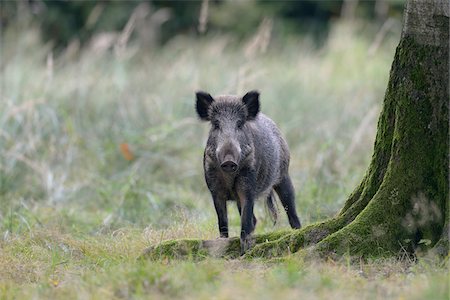 simsearch:600-08082812,k - Wild boar, Sus scrofa, Bavaria, Germany, Europe Foto de stock - Sin royalties Premium, Código: 600-07148102