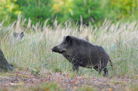 swine - Wild boar (Sus scrofa), Spessart, Bavaria, Germany, Europe Stock Photo - Premium Royalty-Free, Code: 600-07148118